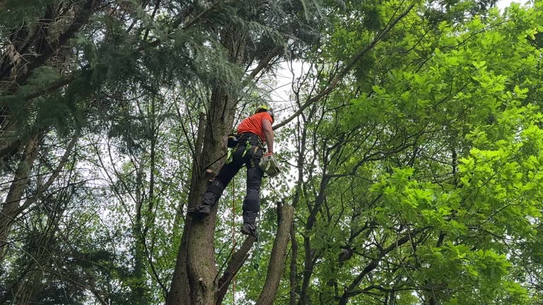 Best Seasonal Cleanup  in Sidney, IL